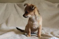 Bella, a female Chihuahua for sale in Hudsonville, MI – 4 of 10