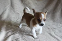 Sugar, a female Chihuahua for sale in Hudsonville, MI – 2 of 10