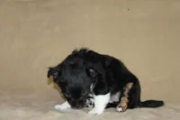 Anna, a female Chihuahua for sale in Hudsonville, MI – 2 of 10