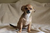 Bella, a female Chihuahua for sale in Hudsonville, MI – 3 of 10