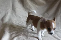 Sugar, a female Chihuahua for sale in Hudsonville, MI – 5 of 10