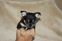 Toby, a male Chihuahua for sale in Hudsonville, MI – 2 of 9