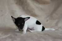 Lucy, a female Chihuahua for sale in Hudsonville, MI – 8 of 10