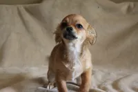 Bella, a female Chihuahua for sale in Hudsonville, MI – 6 of 10