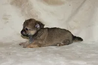 Bella, a female Chihuahua for sale in Hudsonville, MI – 4 of 10