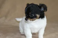 Teaka, a female Chihuahua for sale in Hudsonville, MI – 5 of 10