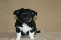 Anna, a female Chihuahua for sale in Hudsonville, MI – 1 of 10