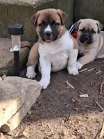 Valentine , a female American Bully and Kangal Dog for sale in Macon, GA – Photo 3 of 7