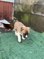 Valentine , a female American Bully and Kangal Dog for sale in Macon, GA – Photo 6 of 7