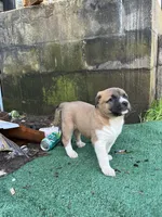 Valentine , a female American Bully and Kangal Dog for sale in Macon, GA – Photo 5 of 7