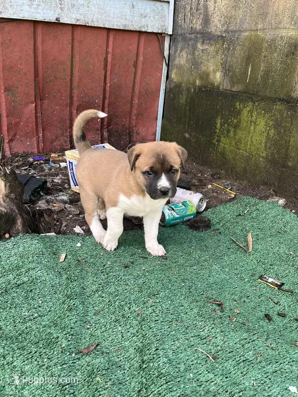 Valentine  – American Bully, Kangal Dog puppy for sale in Macon, GA