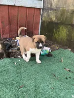 Valentine , a female American Bully and Kangal Dog for sale in Macon, GA – Photo 1 of 7