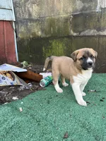 Valentine , a female American Bully and Kangal Dog for sale in Macon, GA – Photo 2 of 7