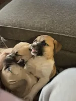 Valentine , a female American Bully and Kangal Dog for sale in Macon, GA – Photo 7 of 7