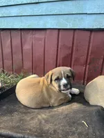 Saint, a male American Bully and Kangal Dog for sale in Hawkinsville, GA – Photo 4 of 7