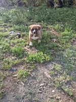 Saint, a male American Bully and Kangal Dog for sale in Hawkinsville, GA – Photo 2 of 7