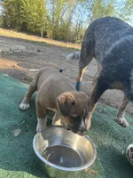 Saint, a male American Bully and Kangal Dog for sale in Hawkinsville, GA – Photo 6 of 7