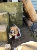 Saint, a male American Bully and Kangal Dog for sale in Hawkinsville, GA – Photo 5 of 7