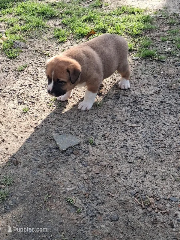 Saint – American Bully, Kangal Dog puppy for sale in Hawkinsville, GA