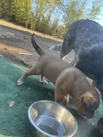 Saint, a male American Bully and Kangal Dog for sale in Hawkinsville, GA – Photo 3 of 7