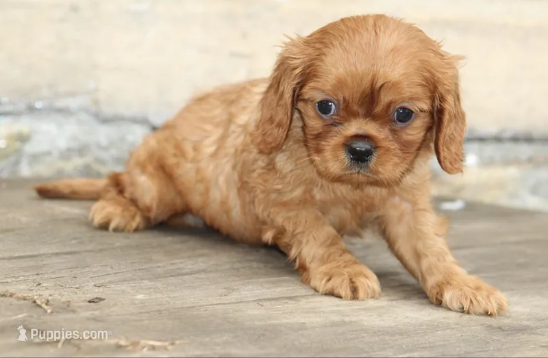 Male 1 – Cavalier King Charles Spaniel puppy for sale in Toccoa, GA