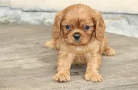 Male 1, a male Cavalier King Charles Spaniel for sale in Toccoa, GA – 3 of 6
