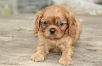 Male 1, a male Cavalier King Charles Spaniel for sale in Toccoa, GA – 2 of 6