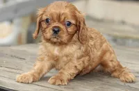 Male 1, a male Cavalier King Charles Spaniel for sale in Toccoa, GA – 6 of 6