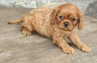 Male 1, a male Cavalier King Charles Spaniel for sale in Toccoa, GA – 5 of 6