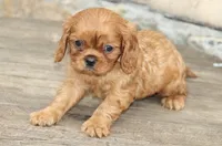 Male 1, a male Cavalier King Charles Spaniel for sale in Toccoa, GA – 4 of 6