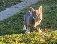 Pup, a male French Bulldog for sale in Cedar Lake, IN – Photo 5 of 5