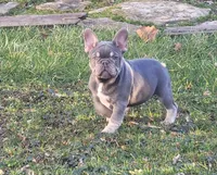 Pup, a male French Bulldog for sale in Cedar Lake, IN – Photo 3 of 5