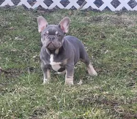 Pup, a male French Bulldog for sale in Cedar Lake, IN – Photo 2 of 5