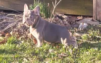 Pup, a male French Bulldog for sale in Cedar Lake, IN – Photo 1 of 5