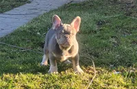 Pup, a male French Bulldog for sale in Cedar Lake, IN – Photo 4 of 5