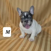 Puppy, a male French Bulldog for sale in Cedar Lake, IN – Photo 8 of 8