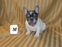 Puppy, a male French Bulldog for sale in Cedar Lake, IN – Photo 6 of 6