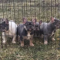 Puppy, a male French Bulldog for sale in Cedar Lake, IN – Photo 1 of 8