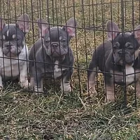 Puppy, a male French Bulldog for sale in Cedar Lake, IN – Photo 2 of 8