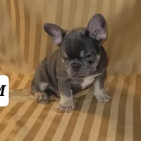Puppy, a male French Bulldog for sale in Cedar Lake, IN – Photo 6 of 8