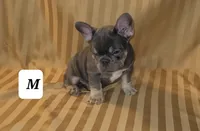 Puppy, a male French Bulldog for sale in Cedar Lake, IN – Photo 4 of 6