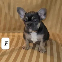 Puppy, a male French Bulldog for sale in Cedar Lake, IN – Photo 3 of 8