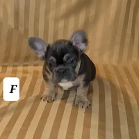 Puppy, a male French Bulldog for sale in Cedar Lake, IN – Photo 4 of 8