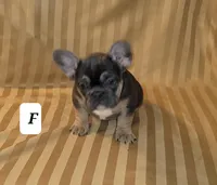 Puppy, a male French Bulldog for sale in Cedar Lake, IN – Photo 3 of 6