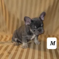 Puppy, a male French Bulldog for sale in Cedar Lake, IN – Photo 5 of 8