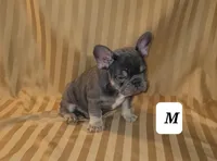 Puppy, a male French Bulldog for sale in Cedar Lake, IN – Photo 2 of 6