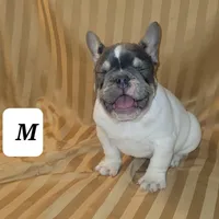 Puppy, a male French Bulldog for sale in Cedar Lake, IN – Photo 7 of 8