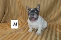 Puppy, a male French Bulldog for sale in Cedar Lake, IN – Photo 5 of 6
