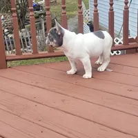 Pup, a male French Bulldog for sale in Cedar Lake, IN – Photo 4 of 4