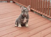 Pup, a male French Bulldog for sale in Cedar Lake, IN – Photo 3 of 4
